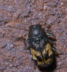 Pachybrachis subfasciatus
