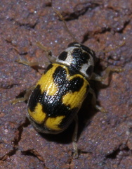 Pachybrachis tridens