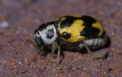 Pachybrachis tridens