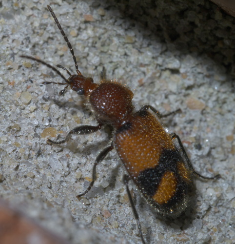 Panagaeus fasciatus photo 5