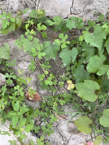 Vitis ficifolia iNat (1)