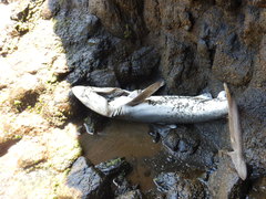 Carcharhinus brachyurus