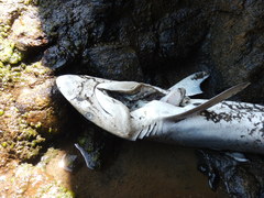 Carcharhinus brachyurus