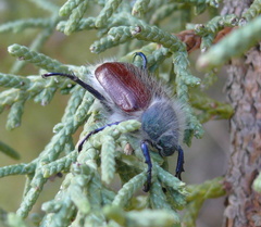 Paracotalpa granicollis