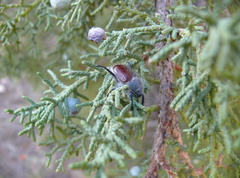 Paracotalpa granicollis