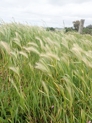 Hordeum murinum murinum