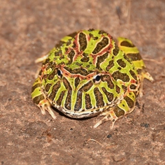 Ceratophrys ornata