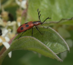 Pelonides quadrinotata