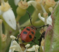 Pelonides quadrinotata