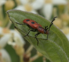 Pelonides quadrinotata