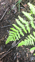 Pteridium aquilinum decompositum