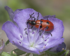 Pelonides quadrinotata