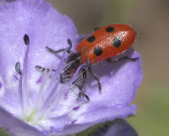 Pelonides quadrinotata
