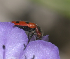 Pelonides quadrinotata