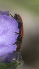 Pelonides quadrinotata