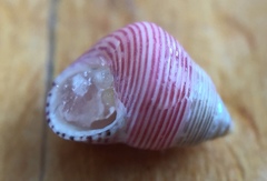 Roseaplagis artizona