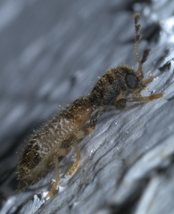 Pelonium leucophaeum