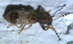 Pelonium leucophaeum