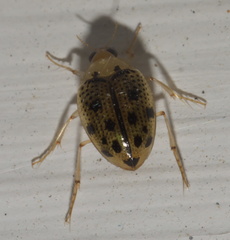 Peltodytes litoralis