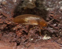 Pentaria