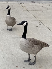 Branta canadensis