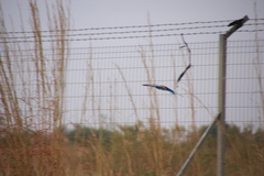 Coracias abyssinicus
