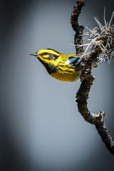 Setophaga townsendi