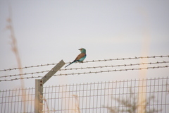 Coracias abyssinicus