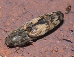 Pherhimius fascicularis