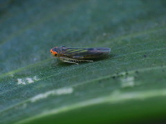 Cicadellidae
