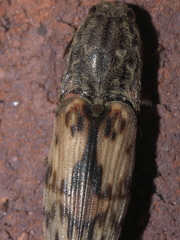 Pherhimius fascicularis