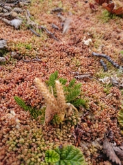 Austrolycopodium magellanicum