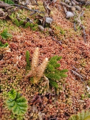 Austrolycopodium magellanicum
