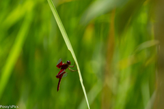 Camacinia gigantea