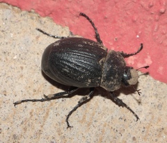 Phyllophaga cribrosa