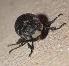 Phyllophaga cribrosa