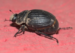 Phyllophaga cribrosa