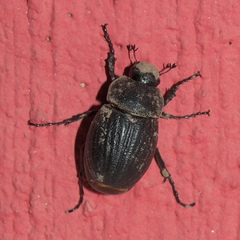 Phyllophaga cribrosa