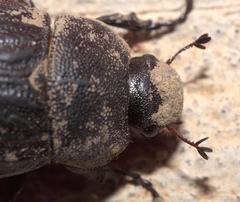 Phyllophaga cribrosa