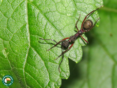 Dolichoderus attelaboides