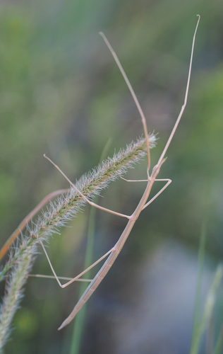 Colorado Short-horn Walkingstick