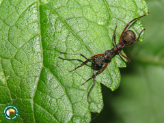 Dolichoderus attelaboides