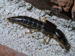 Pinophilus