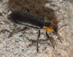 Placopterus thoracicus