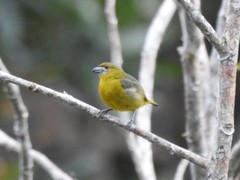 Euphonia chrysopasta