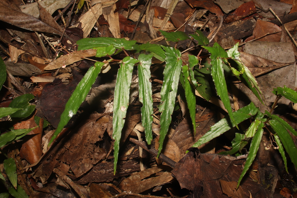 Begonia oblongata