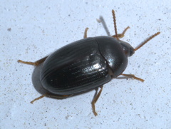 Platydema
