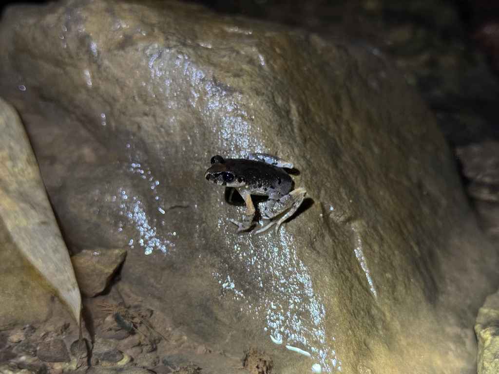 Alpine Asian Toad