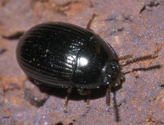 Platydema excavata