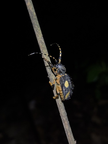 Arctolamia luteomaculata